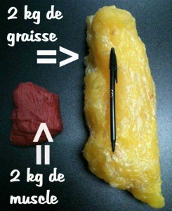 Perdre du poids - Comparatif muscle Gras