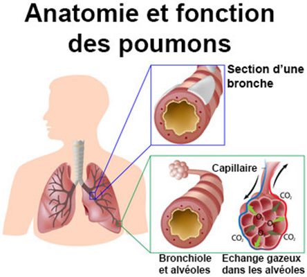 Maladies respiratoires et sport - Sport et BPCO, emphysème, asthme...